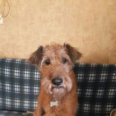 Подробнее об объявлении «Пропала собака после взрыва дома Санкт-Петербург» Фото: пропала собака Ирландский терьер «Пропала собака после взрыва дома Санкт-Петербург» в г. Санкт-Петербург