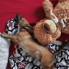 Подробнее об объявлении «Пропала собака кобель риччи, породы джек рассел терьер Аксай (Ростовская обл.)» Фото: пропала собака Джек рассел терьер «Пропала собака кобель риччи, породы джек рассел...» в г. Аксай (Ростовская обл.)