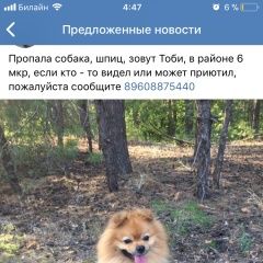 Подробнее об объявлении «Камышин Пропала собака кобель» Фото: пропала собака  «Камышин Пропала собака кобель» в г. Камышин