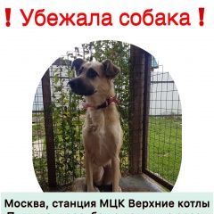 Подробнее об объявлении «Пропала собака бежевая дворняга Москва» Фото: пропала собака  «Пропала собака бежевая дворняга Москва» в г. Москва