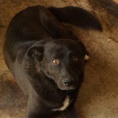 Подробнее об объявлении «Климовск Пропала собака кобель» Фото: пропала собака  «Климовск Пропала собака кобель» в г. Климовск
