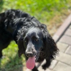 Подробнее об объявлении «Подольск Пропала собака» Фото: пропала собака Русский охотничий спаниель «Подольск Пропала собака» в г. Подольск