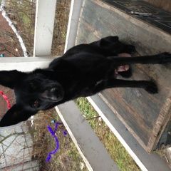 Подробнее об объявлении «Пропала собака помогите найти Электросталь» Фото: пропала собака Австралийская овчарка «Пропала собака помогите найти Электросталь» в г. Электросталь