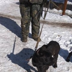 Подробнее об объявлении «Пропала собака кобель Троицк» Фото: пропала собака Кане-корсо «Пропала собака кобель Троицк» в г. Троицк