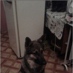Подробнее об объявлении «Пропала собака кобель Нижний Новгород» Фото: пропала собака Немецкая овчарка «Пропала собака кобель Нижний Новгород» в г. Нижний Новгород