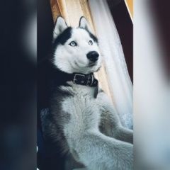 Подробнее об объявлении «Пропала собака кобель потерялась хаски Улан-Удэ» Фото: пропала собака Сибирская хаски «Пропала собака кобель потерялась хаски Улан-Удэ» в г. Улан-Удэ