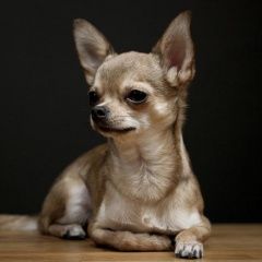 Подробнее об объявлении «Волгоград Пропала собака» Фото: пропала собака Русский той-терьер «Волгоград Пропала собака» в г. Волгоград