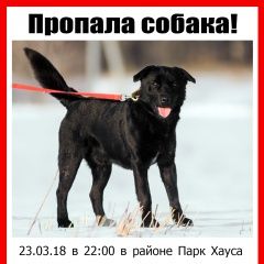 Подробнее об объявлении «Казань Пропала собака кобель метис лабрадора» Фото: пропала собака  «Казань Пропала собака кобель метис лабрадора» в г. Казань