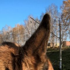 Подробнее об объявлении «Пропала собака кобель Томск» Фото: пропала собака Немецкая овчарка «Пропала собака кобель Томск» в г. Томск