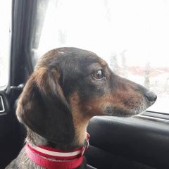 Подробнее об объявлении «Тбилиси Пропала собака такса по кличке марта» Фото: пропала собака Такса «Тбилиси Пропала собака такса по кличке марта» в г. Тбилиси