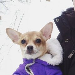 Подробнее об объявлении «Воронеж Пропала собака» Фото: пропала собака Той-терьер «Воронеж Пропала собака» в г. Воронеж