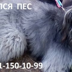 Подробнее об объявлении «Пропала собака кобель 2 лет серо-черного окраса Санкт-Петербург» Фото: пропала собака  «Пропала собака кобель 2 лет серо-черного окраса...» в г. Санкт-Петербург