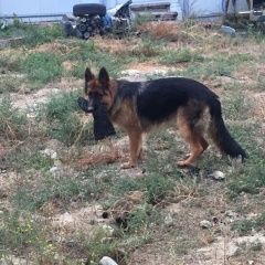 Подробнее об объявлении «Пропала собака немецкая овчарка Улан-Удэ» Фото: пропала собака Немецкая овчарка «Пропала собака немецкая овчарка Улан-Удэ» в г. Улан-Удэ