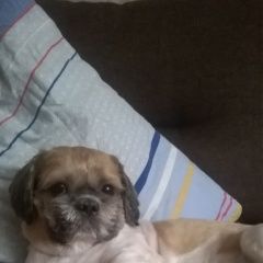 Подробнее об объявлении «Пропала собака кобель Санкт-Петербург» Фото: пропала собака Ши-тцу «Пропала собака кобель Санкт-Петербург» в г. Санкт-Петербург