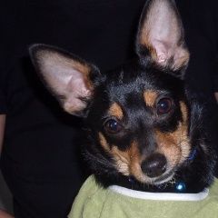 Подробнее об объявлении «Пропала собака кобель помогите найти  Кемерово» Фото: пропала собака Той-терьер «Пропала собака кобель помогите найти  Кемерово» в г. Кемерово