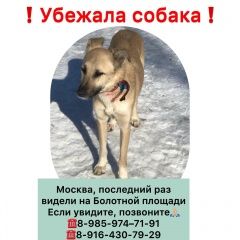 Подробнее об объявлении «Пропала собака Москва» Фото: пропала собака  «Пропала собака Москва» в г. Москва