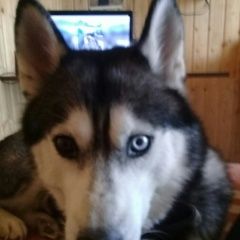 Подробнее об объявлении «Пропала собака украли собаку Можайск» Фото: пропала собака  «Пропала собака украли собаку Можайск» в г. Можайск