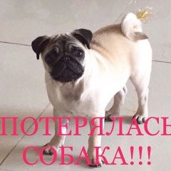 Подробнее об объявлении «Пропала собака Геленджик» Фото: пропала собака Мопс «Пропала собака Геленджик» в г. Геленджик
