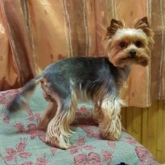 Подробнее об объявлении «Пропала собака кобель Санкт-Петербург» Фото: пропала собака Йоркширский терьер «Пропала собака кобель Санкт-Петербург» в г. Санкт-Петербург