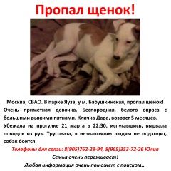 Подробнее об объявлении «Пропала собака щенок Москва» Фото: пропала собака  «Пропала собака щенок Москва» в г. Москва