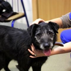 Подробнее об объявлении «Пропала собака без ошейника и поводка.чипирована Санкт-Петербург» Фото: пропала собака  «Пропала собака без ошейника и...» в г. Санкт-Петербург