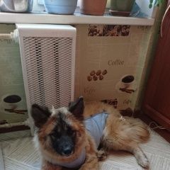 Подробнее об объявлении «Пропала собака Реутов» Фото: пропала собака  «Пропала собака Реутов» в г. Реутов