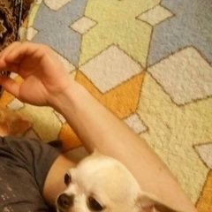 Подробнее об объявлении «Краснодар Пропала собака чихуахуа» Фото: пропала собака Чихуахуа «Краснодар Пропала собака чихуахуа» в г. Краснодар