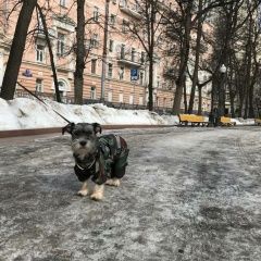 Подробнее об объявлении «Пропала собака кобель в цао миусская площадь Москва» Фото: пропала собака  «Пропала собака кобель в цао миусская площадь...» в г. Москва