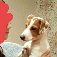 Подробнее об объявлении «Павловский Посад Пропала собака кобель внимание» Фото: пропала собака Джек рассел терьер «Павловский Посад Пропала собака кобель внимание» в г. Павловский Посад