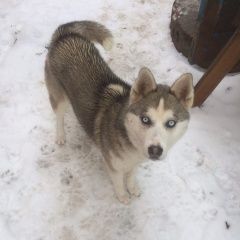 Подробнее об объявлении «Батайск Пропала собака» Фото: пропала собака Сибирская хаски «Батайск Пропала собака» в г. Батайск