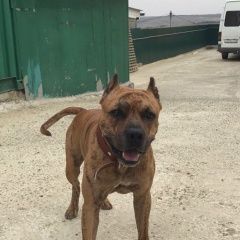 Подробнее об объявлении «Пропала собака кобель внимание Ставрополь» Фото: пропала собака  «Пропала собака кобель внимание Ставрополь» в г. Ставрополь