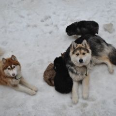 Подробнее об объявлении «Санкт-Петербург Пропала собака и собаки» Фото: пропала собака Сибирская хаски «Санкт-Петербург Пропала собака и собаки» в г. Санкт-Петербург