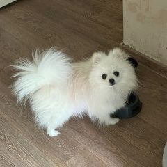 Подробнее об объявлении «Саратов Пропала собака кобель белый мальчик шпиц» Фото: пропала собака Померанский шпиц «Саратов Пропала собака кобель белый мальчик шпиц» в г. Саратов