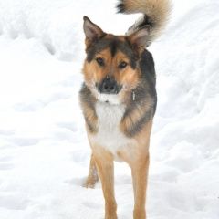 Подробнее об объявлении «Пропала собака кобель советский р-н Нижний Новгород» Фото: пропала собака  «Пропала собака кобель советский р-н Нижний...» в г. Нижний Новгород