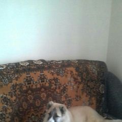 Подробнее об объявлении «Пропала собака пропола собака Улан-Удэ» Фото: пропала собака  «Пропала собака пропола собака Улан-Удэ» в г. Улан-Удэ