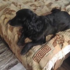 Подробнее об объявлении «Пропала собака Санкт-Петербург» Фото: пропала собака  «Пропала собака Санкт-Петербург» в г. Санкт-Петербург