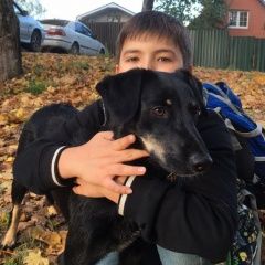 Подробнее об объявлении «Пропала собака повтор Красногорск» Фото: пропала собака  «Пропала собака повтор Красногорск» в г. Красногорск