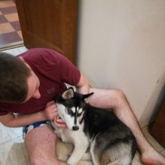 Подробнее об объявлении «Пропала собака хаски Днепропетровск» Фото: пропала собака  «Пропала собака хаски Днепропетровск» в г. Днепропетровск