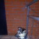 Подробнее об объявлении «Пропала собака кобель друг  Черкизово» Фото: пропала собака  «Пропала собака кобель друг  Черкизово» в г. Черкизово