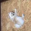 Подробнее об объявлении «Хабаровск Пропала собака кобель немецкий шпиц» Фото: пропала собака Немецкий шпиц «Хабаровск Пропала собака кобель немецкий шпиц» в г. Хабаровск