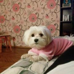 Подробнее об объявлении «Подольск Пропала собака девочка» Фото: пропала собака Мальтийская болонка «Подольск Пропала собака девочка» в г. Подольск