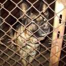 Подробнее об объявлении «Семилуки Пропала собака овчарка» Фото: пропала собака  «Семилуки Пропала собака овчарка» в г. Семилуки