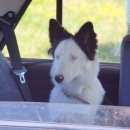 Подробнее об объявлении «Ижевск Пропала собака» Фото: пропала собака  «Ижевск Пропала собака» в г. Ижевск