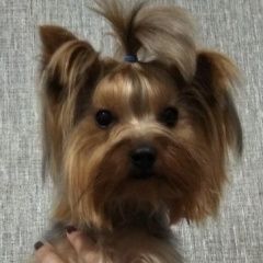 Подробнее об объявлении «Пропала собака йоркширский терьер, девочка Нижний Новгород» Фото: пропала собака Йоркширский терьер «Пропала собака йоркширский терьер, девочка...» в г. Нижний Новгород