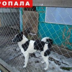 Подробнее об объявлении «Пропала собака кобель Калуга» Фото: пропала собака  «Пропала собака кобель Калуга» в г. Калуга