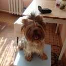 Подробнее об объявлении «Ладушкин Пропала собака йоркширский терьер девочка 4 года» Фото: пропала собака Йоркширский терьер «Ладушкин Пропала собака йоркширский терьер...» в г. Ладушкин