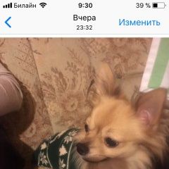 Подробнее об объявлении «Пропала собака кобель чихуахуа Москва» Фото: пропала собака Чихуахуа «Пропала собака кобель чихуахуа Москва» в г. Москва