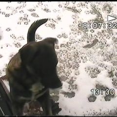 Подробнее об объявлении «Пропала собака кобель мой мальчик Нижний Новгород» Фото: пропала собака  «Пропала собака кобель мой мальчик Нижний Новгород» в г. Нижний Новгород