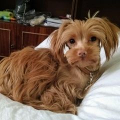 Подробнее об объявлении «Пропала собака кобель Санкт-Петербург» Фото: пропала собака Петербургская орхидея «Пропала собака кобель Санкт-Петербург» в г. Санкт-Петербург