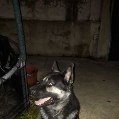 Подробнее об объявлении «Пропала собака кобель по кличке персей. Адлер» Фото: пропала собака Немецкая овчарка «Пропала собака кобель по кличке персей. Адлер» в г. Адлер